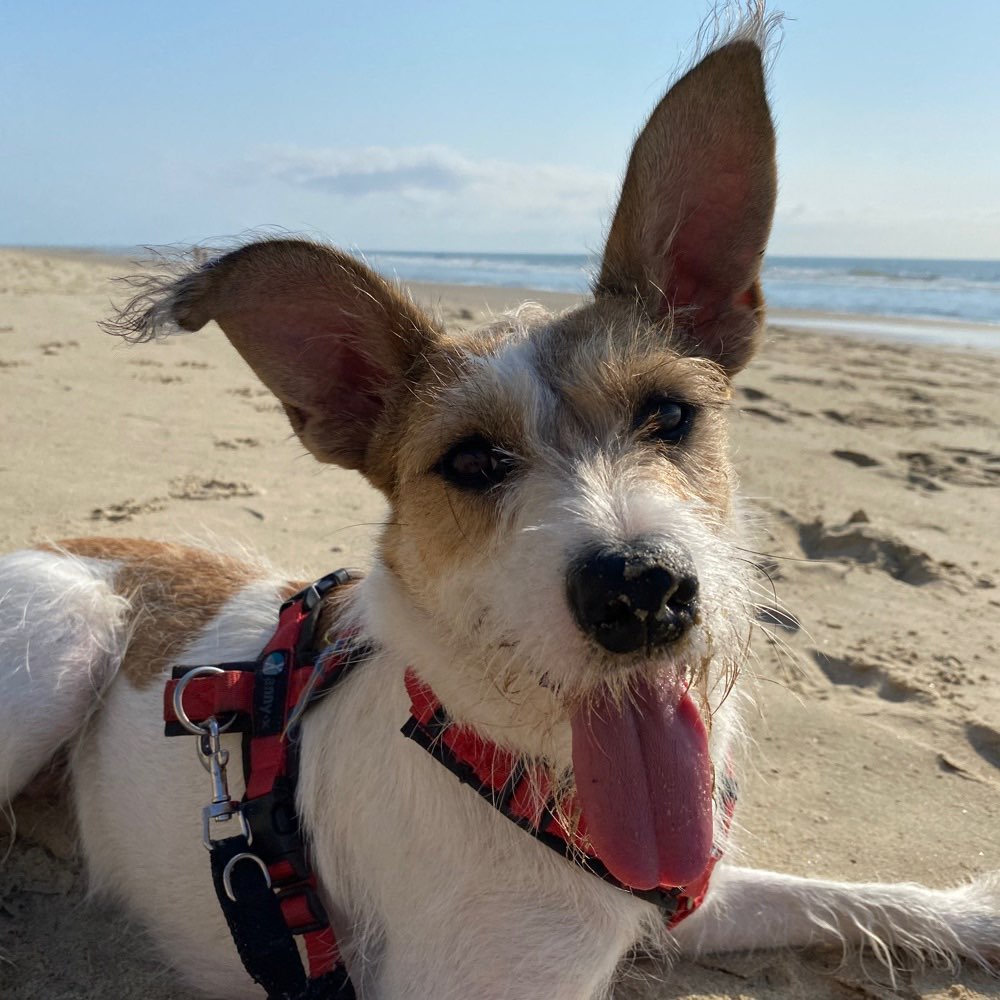 Hundetreffen-Spielkameraden gesucht-Profilbild