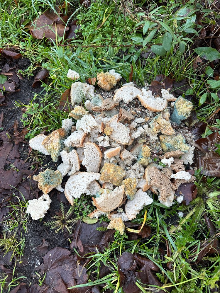 Giftköder-Schimmeliges Brot im Gebüsch-Profilbild