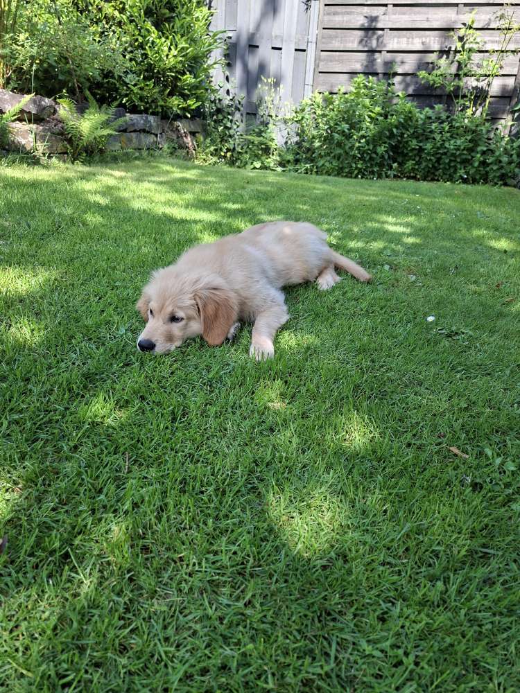 Hundetreffen-Welpentreffen zum Spielen und Üben-Profilbild