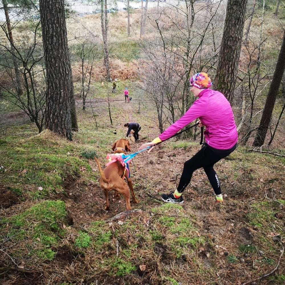 Hundetreffen-Canicross Partner gesucht-Profilbild