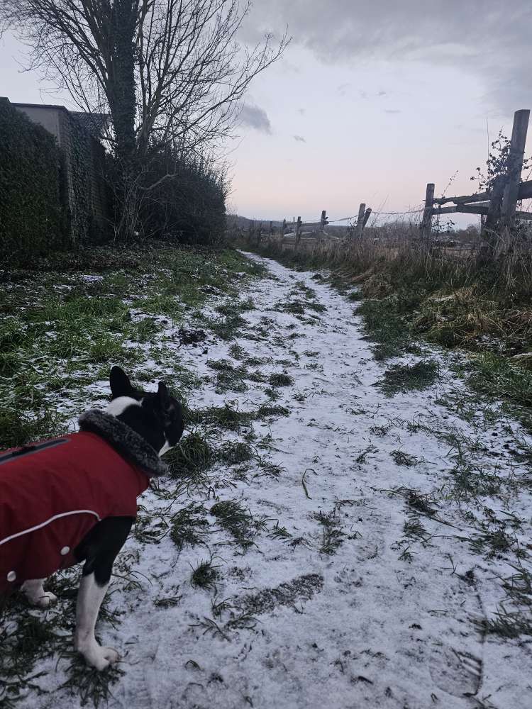 Deine Fellnase und der erste Schnee 2026 Banner