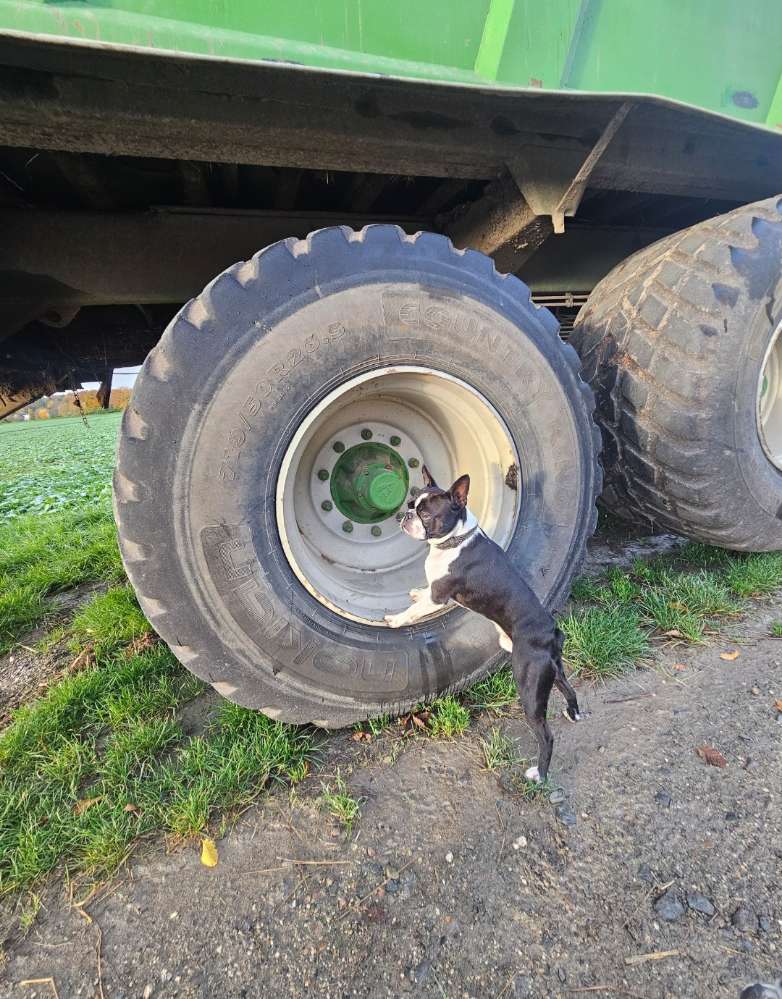 Deine Fellnase mit einem Reifen Banner