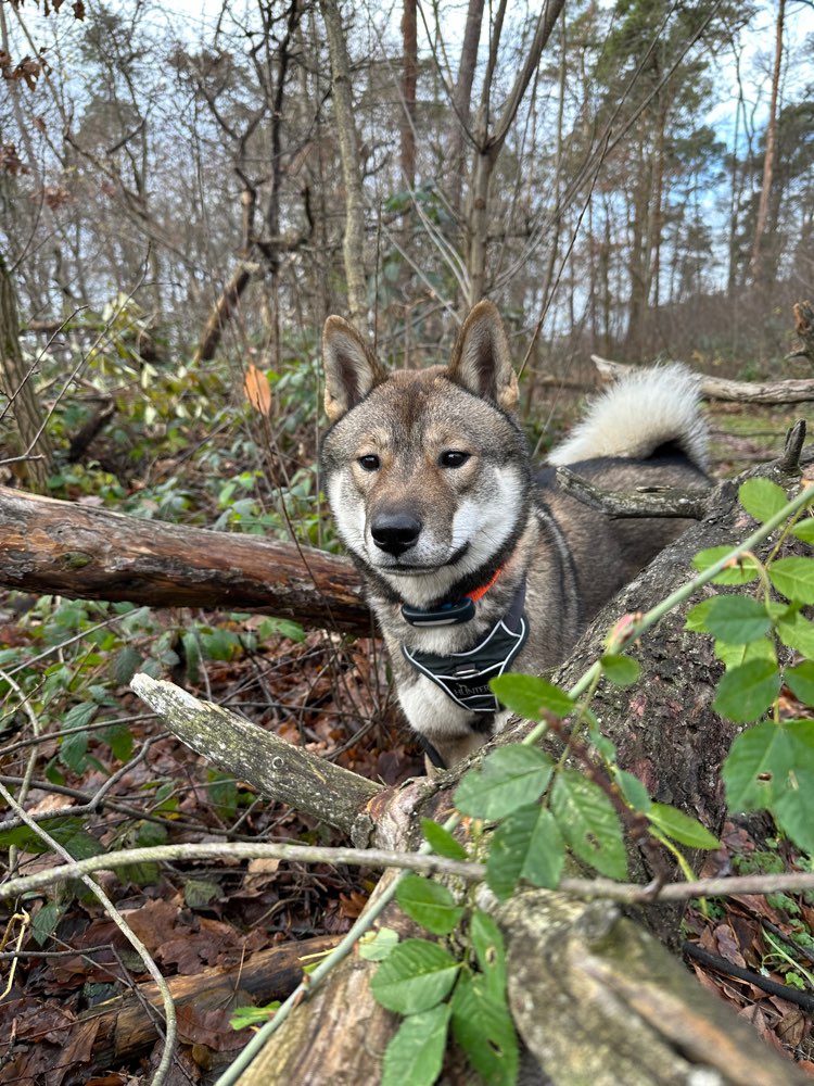 Hundetreffen-Social Walk im Wildpark-Profilbild