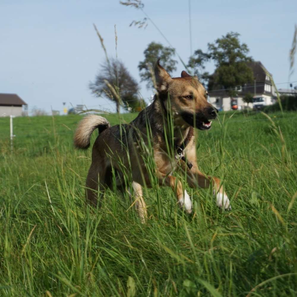 Hundetreffen-Spazieren, Spielen, Trainieren-Profilbild