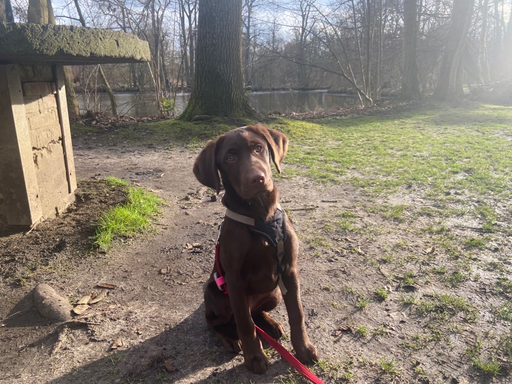 Hundetreffen-Spielkameraden gesucht 🐶-Profilbild