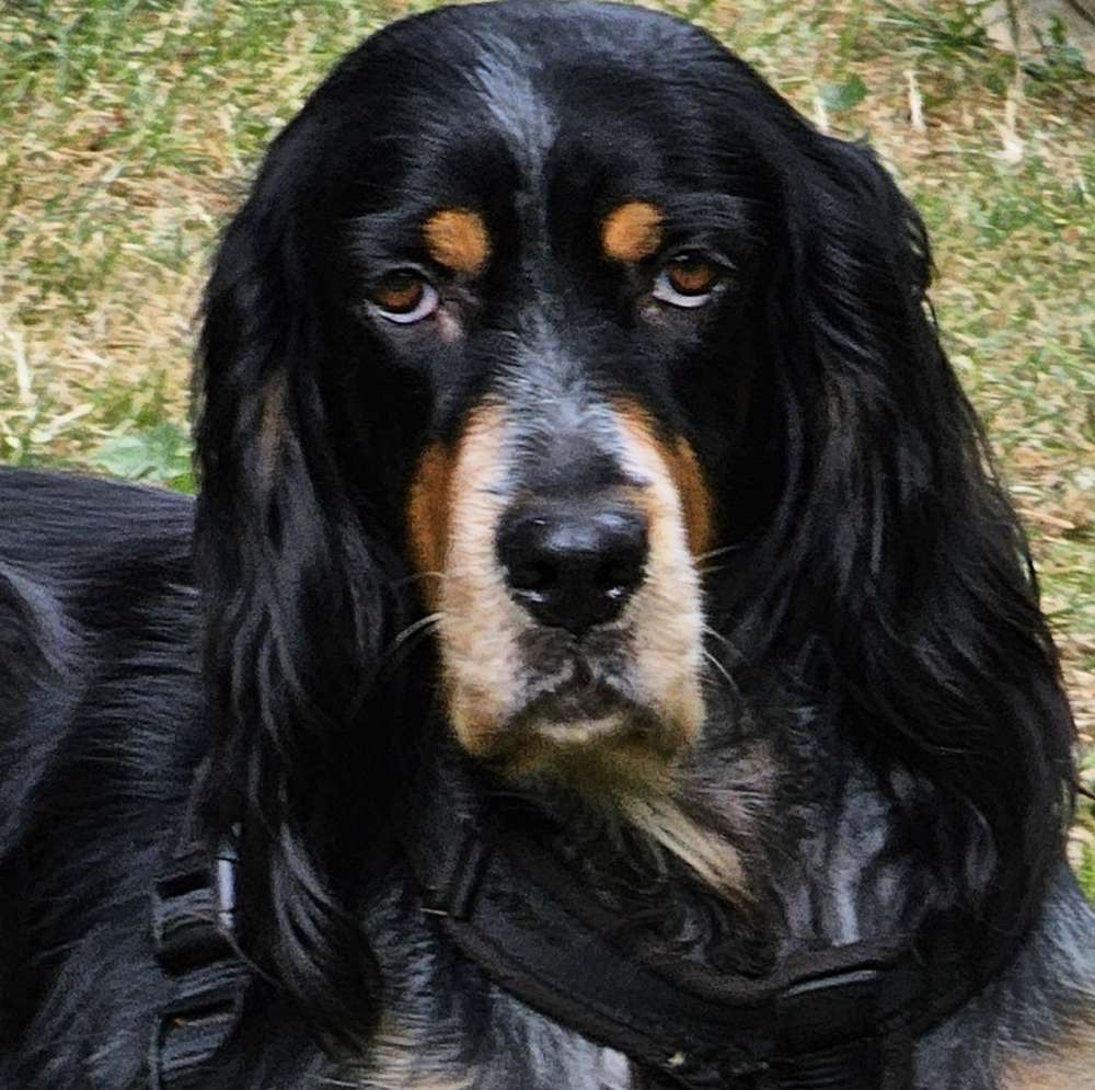 Der treudoofe Hundeblick🥰 Banner