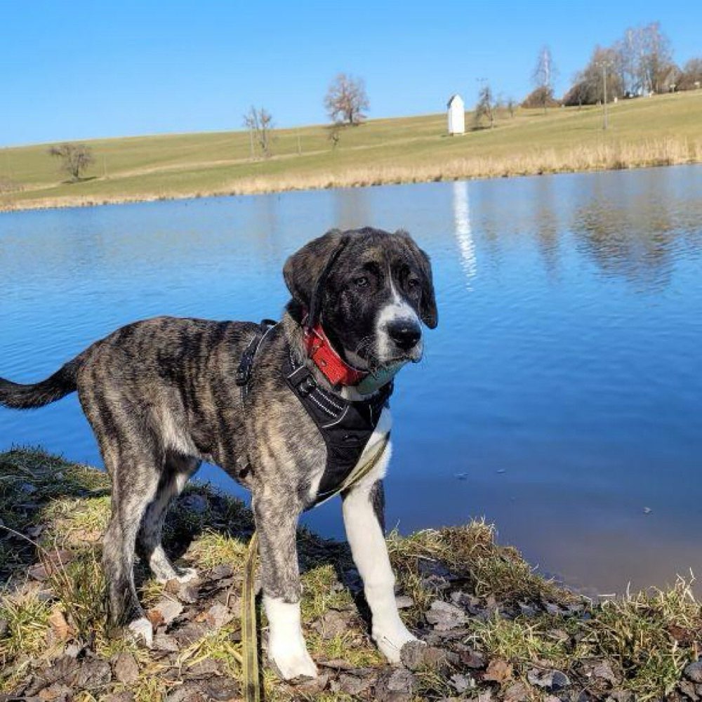 Hundetreffen-Junghundetreff-Profilbild