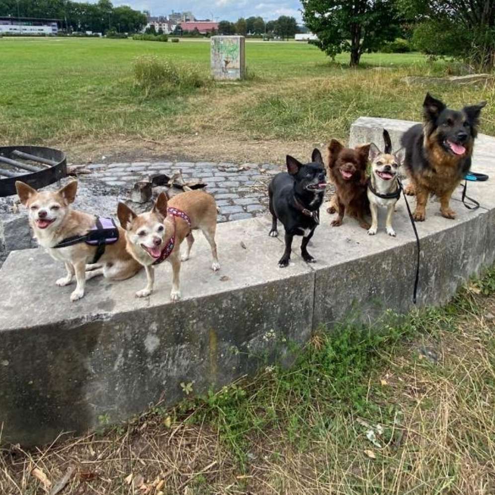 Hundetreffen-Chihuahua /Mini    Treff/Gassirunde-Profilbild