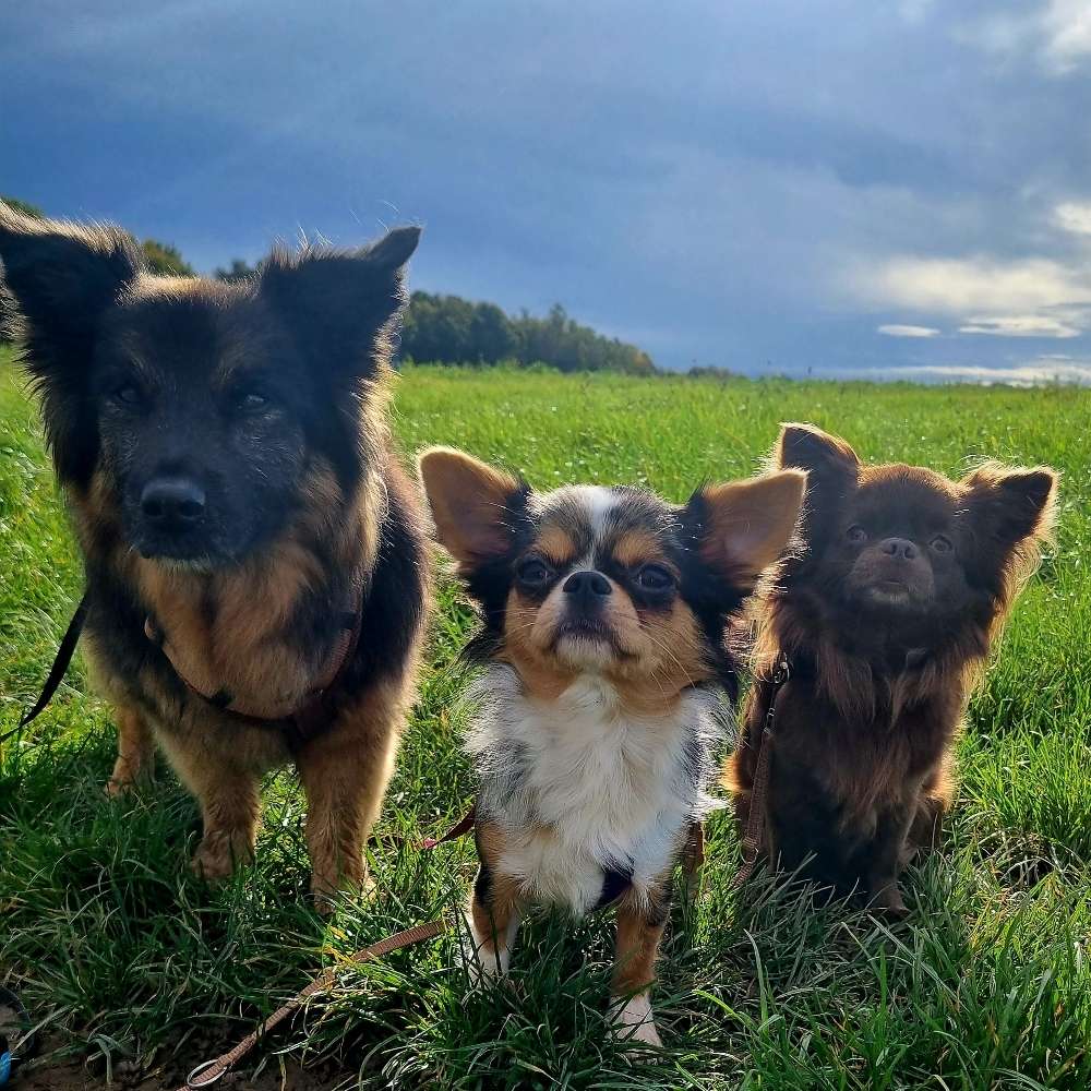 Hundetreffen-Die Gassigang sucht Verstärkung!!-Profilbild