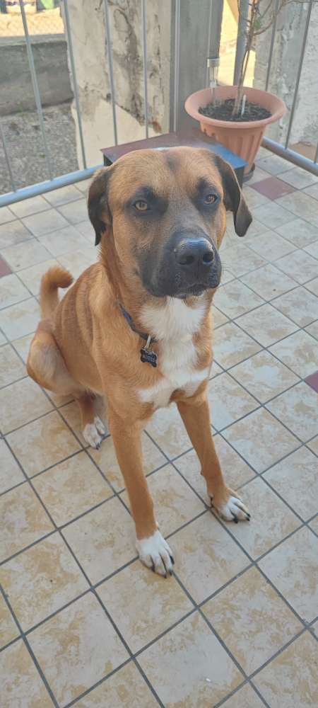 Hundetreffen-Spielfreude gesucht-Profilbild