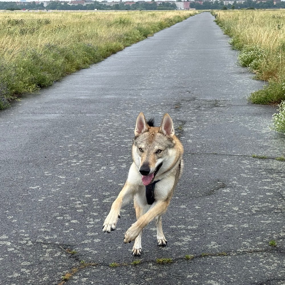 Hundetreffen-Playdate for a high energy dog, location flexible-Profilbild