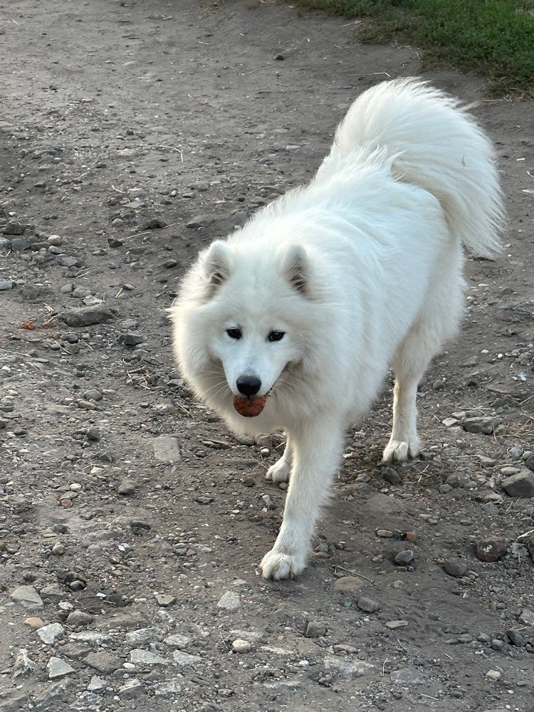 Hundetreffen-Junghunde treffen um spazieren zu zwei zu lernen-Profilbild