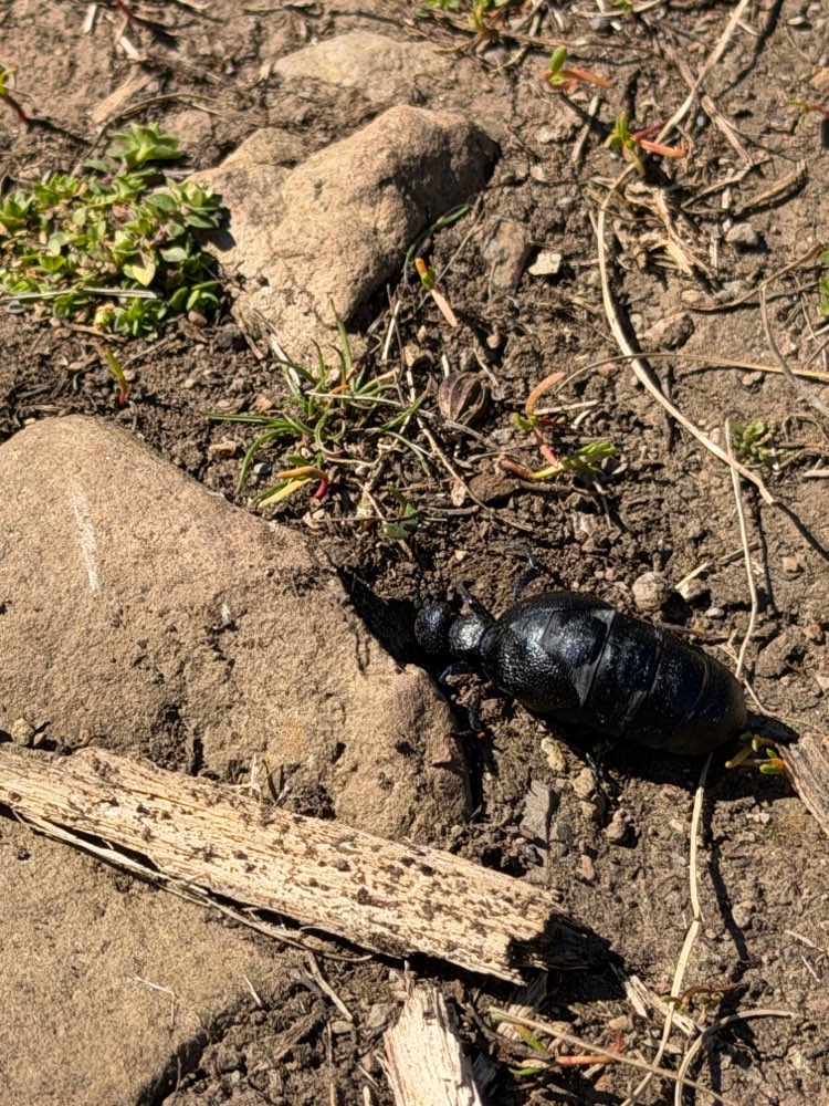 Giftköder-Ölkäfer-Profilbild