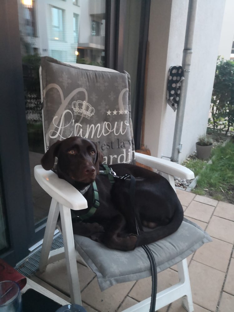 Hundetreffen-Gassirunde mit Mocca-Profilbild