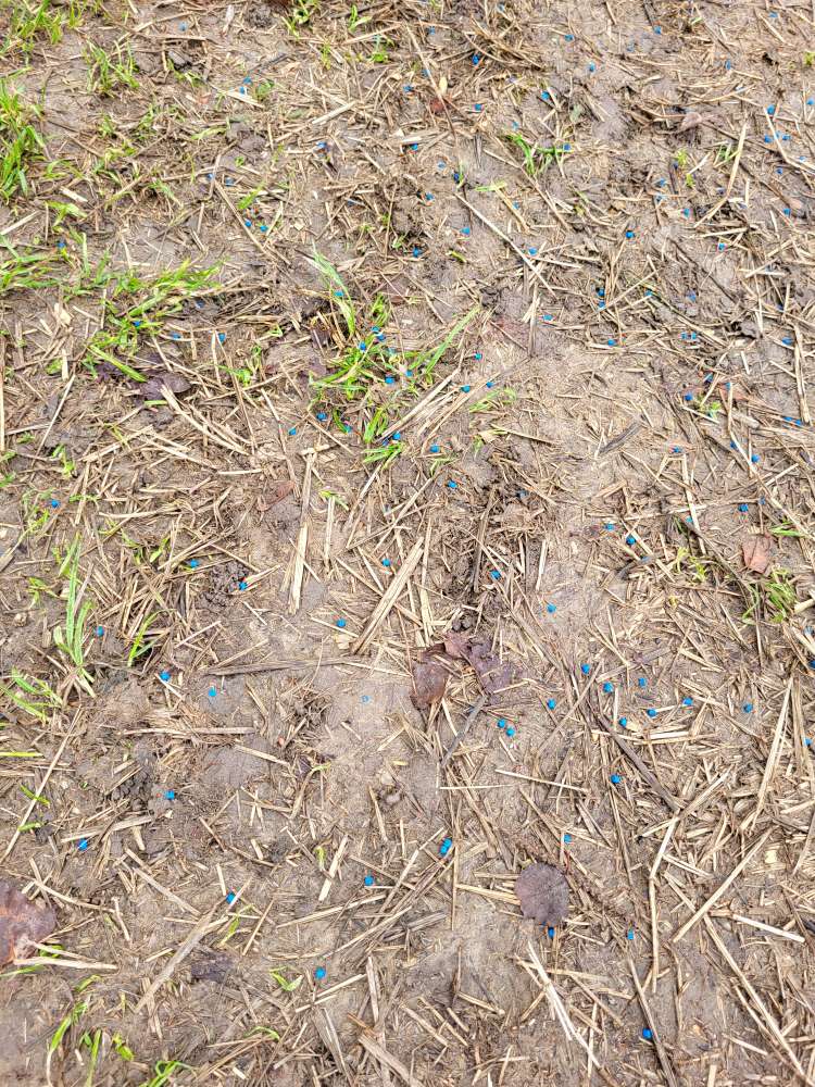 Giftköder-Blaudünger-Profilbild