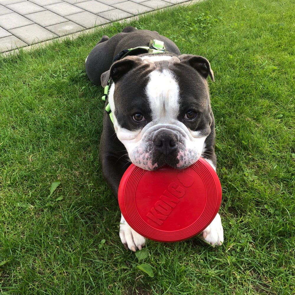 Hundetreffen-Gassirunde und Toben-Profilbild