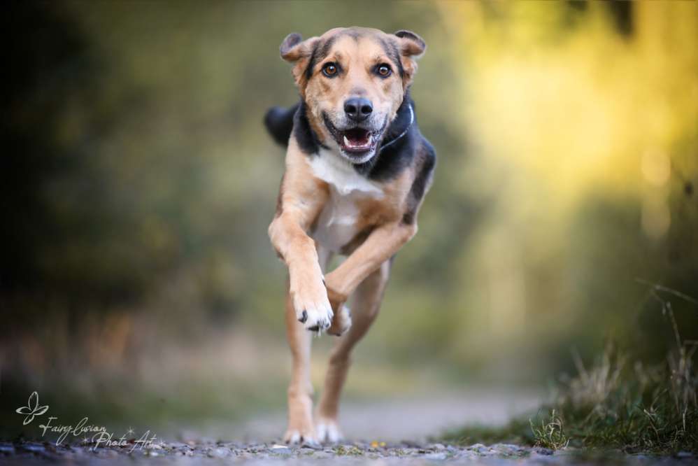 Hundetreffen-Social Walks-Profilbild