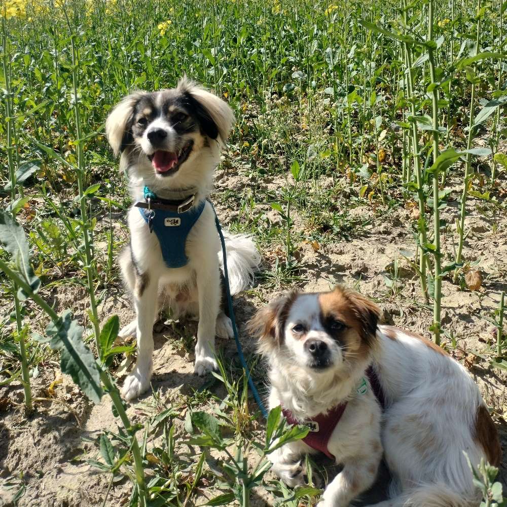 Hundetreffen-Neue Hundefreunde gesucht-Profilbild