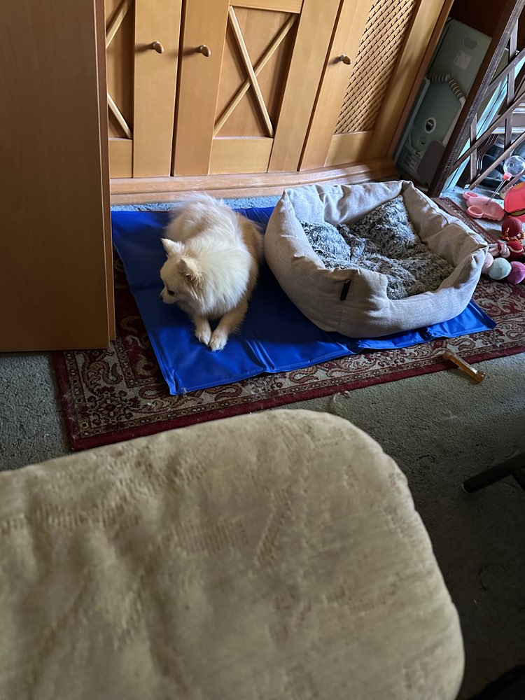 Hundetreffen-Mobiler Hundefriseur gesucht-Profilbild