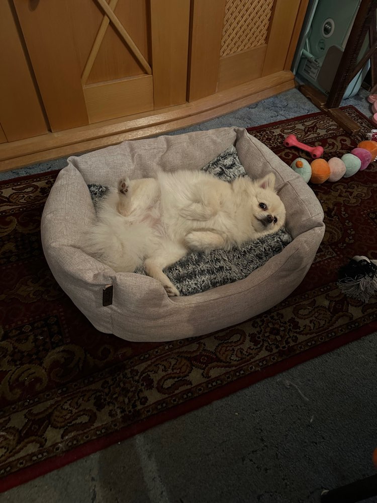 Hundetreffen-Hundesitter-Profilbild