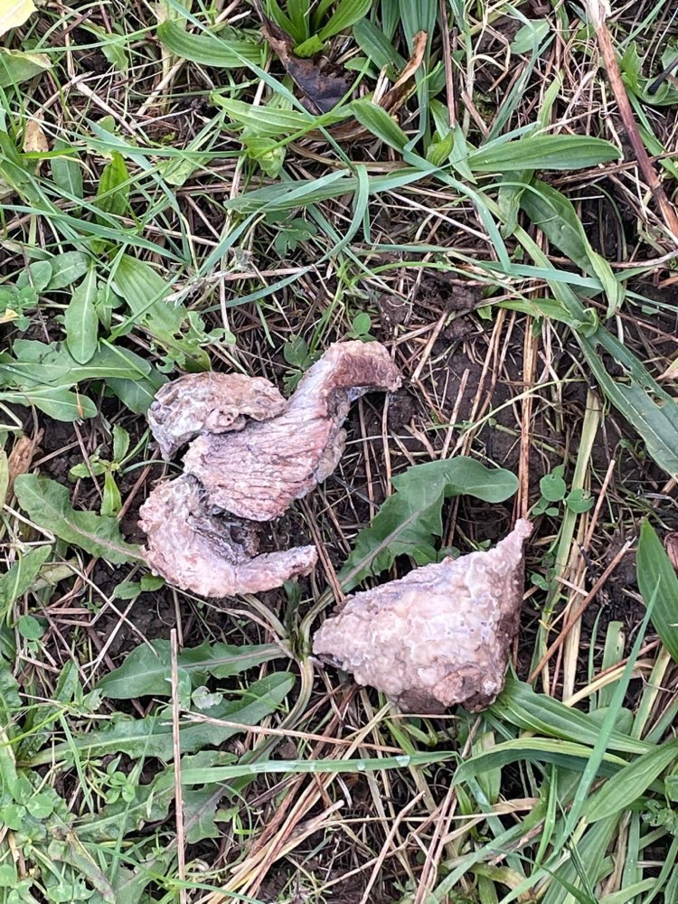 Giftköder-Wurst mit Rattenfift-Profilbild