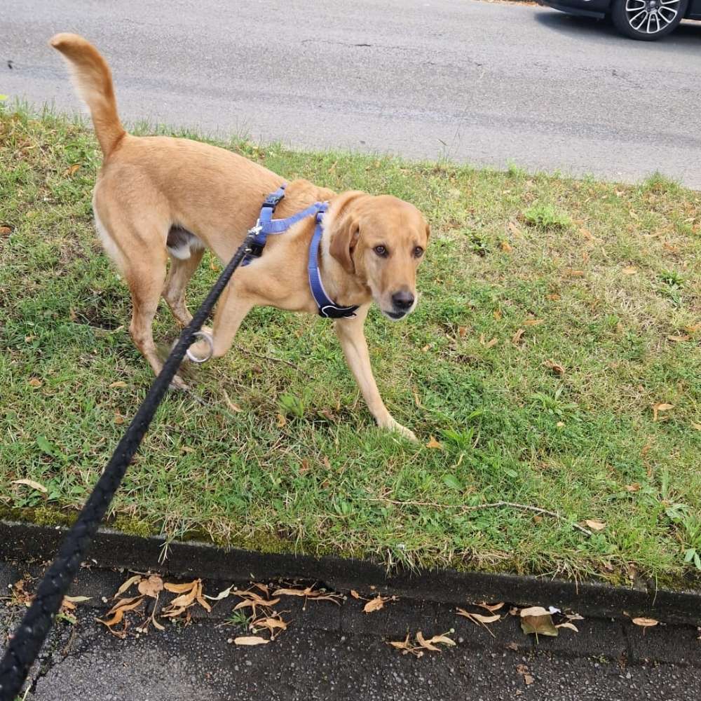 Hundetreffen-Begegnungstreffen Coesfeld-Profilbild