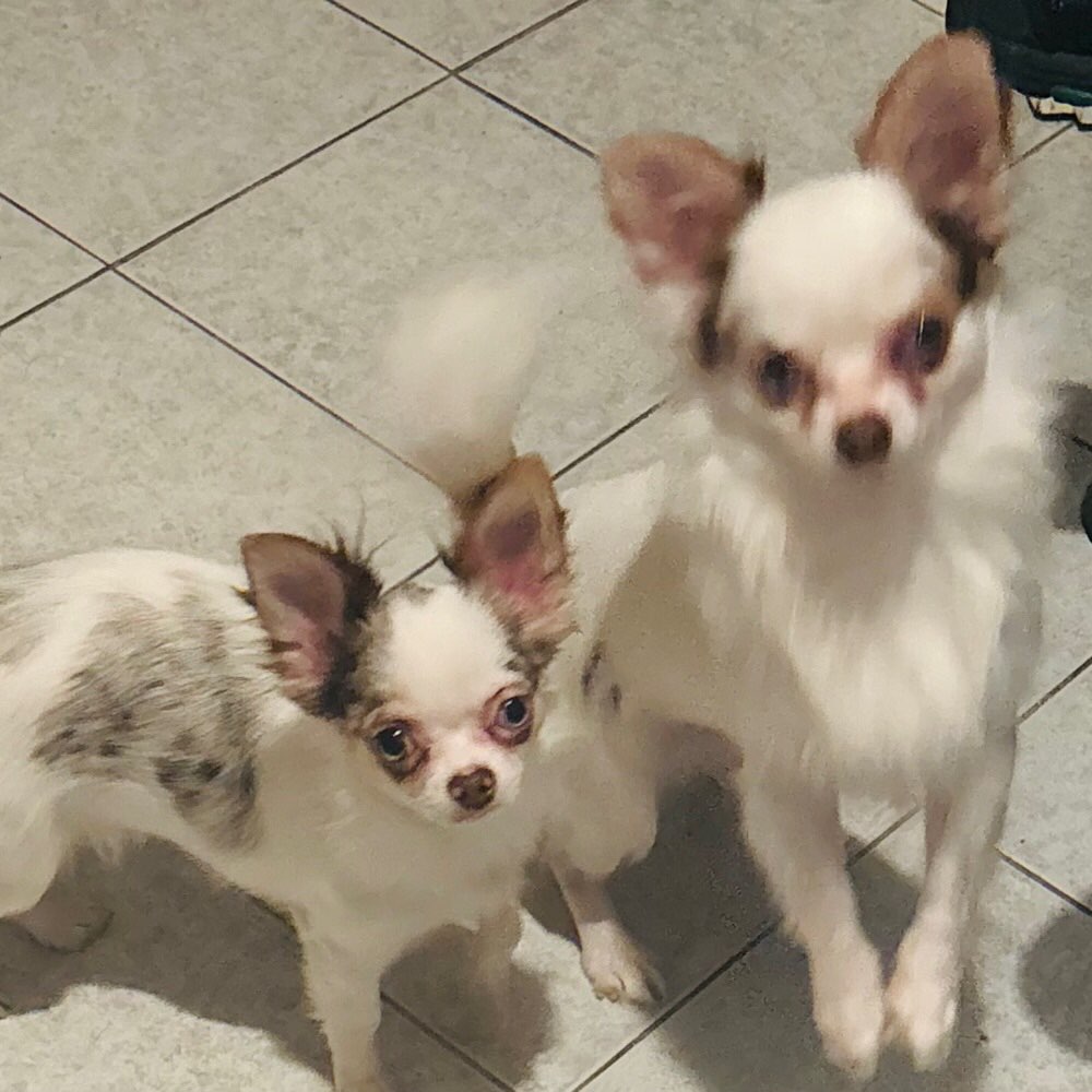 Hundetreffen-Gassitreffen in Rudow-Profilbild