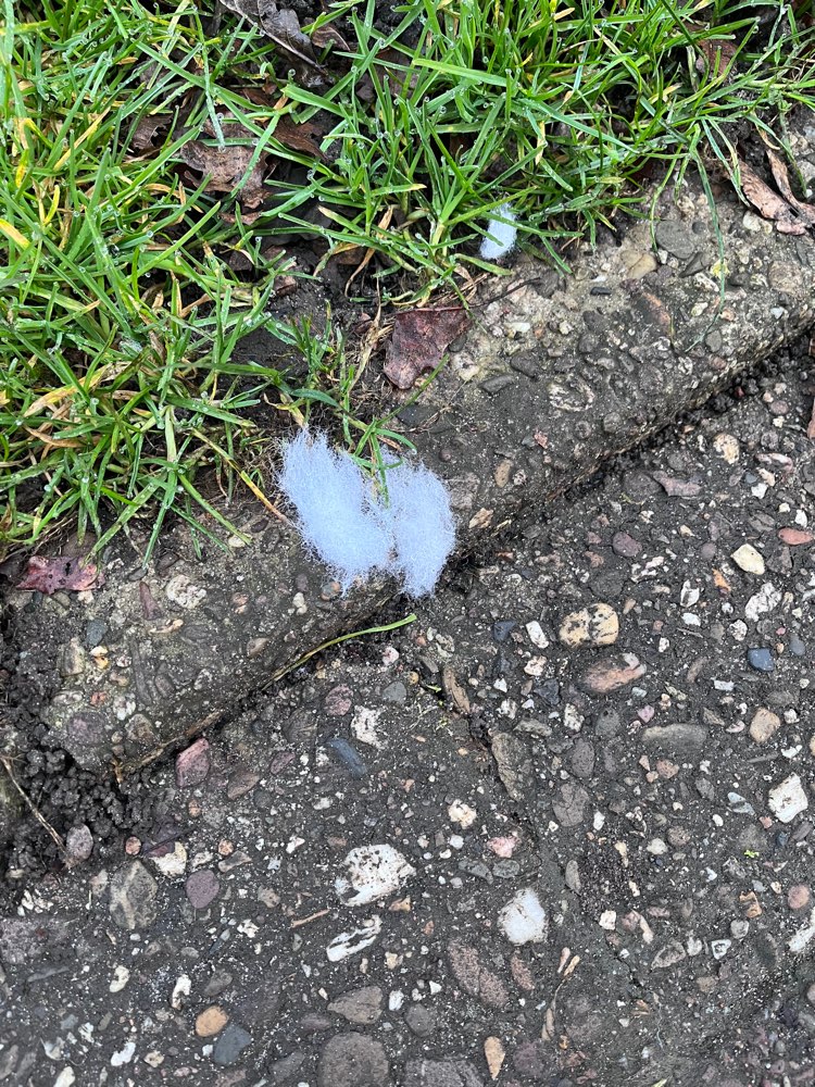 Giftköder-Giftköder/Wilhelmshaven-Profilbild