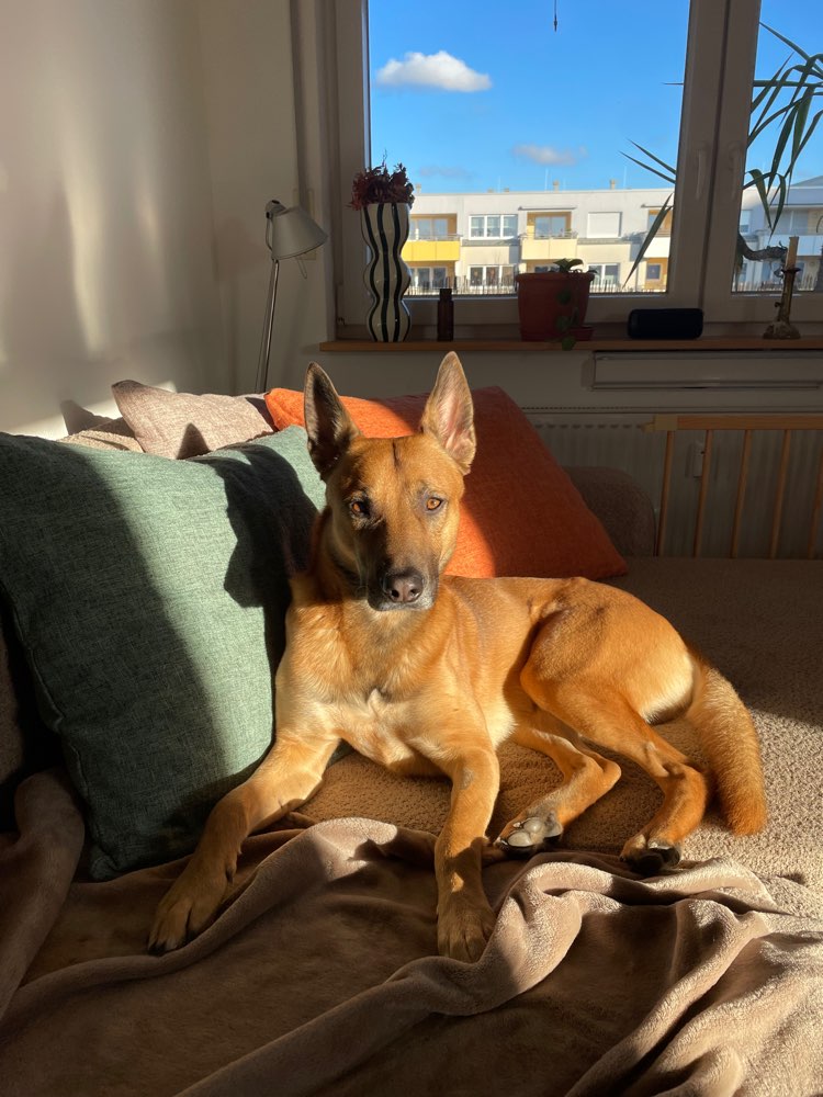 Hundetreffen-Trainingsspaziergänge mit anderen Hunden-Profilbild