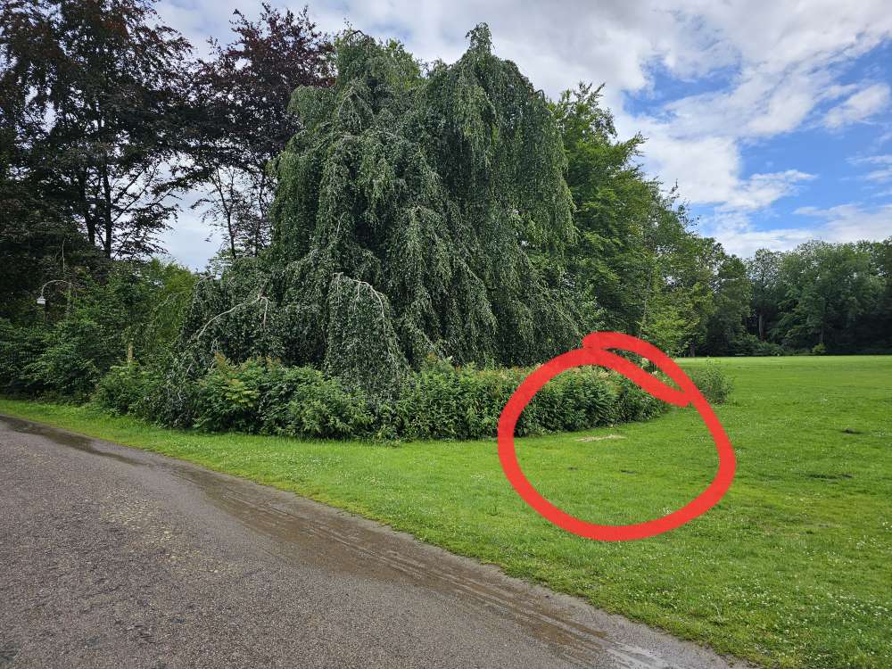 Große Menge Fleischreste im Bürgerpark in Bremen – 1. Juli 2024 ...