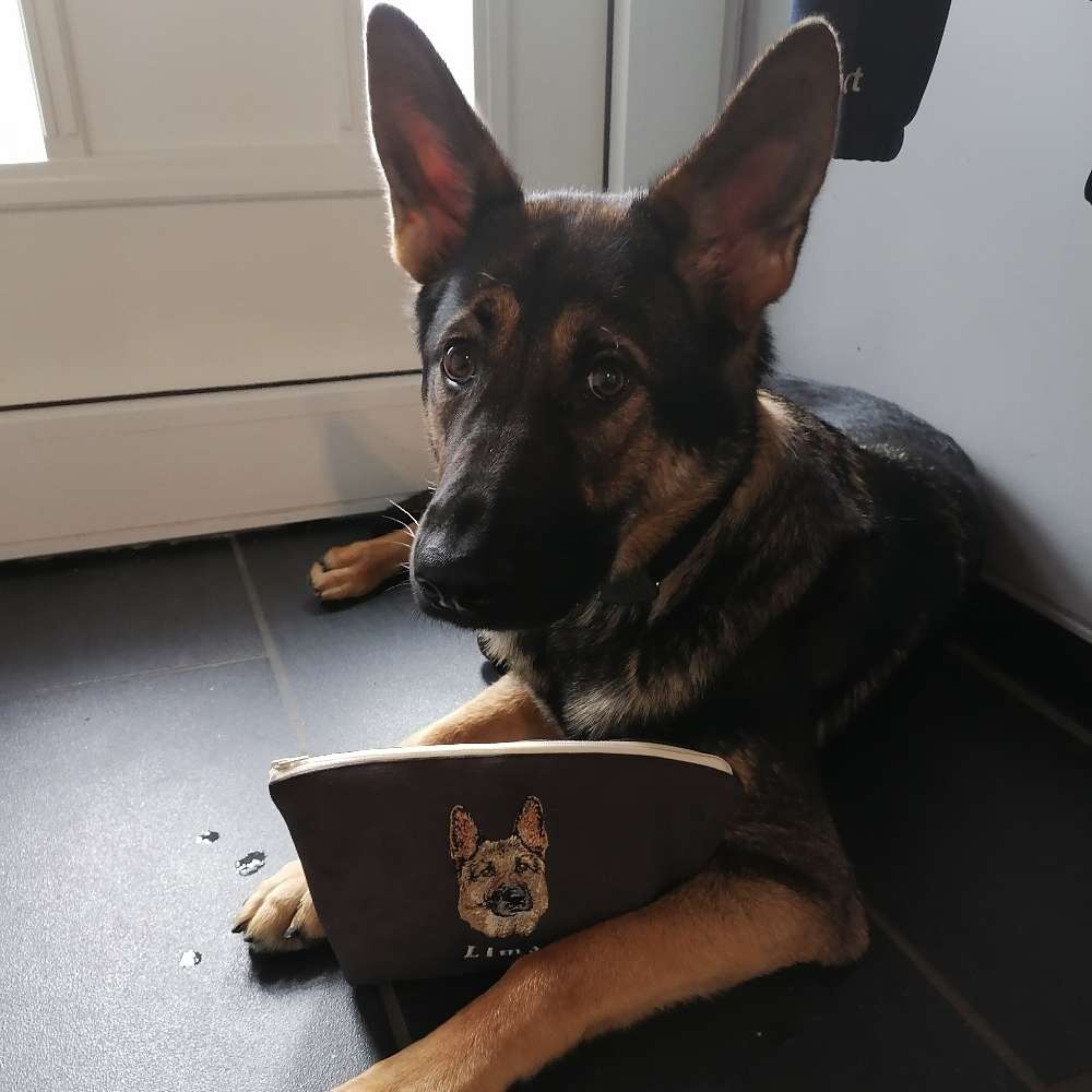 Hundetreffen-Schäferhündin Spielpartner-Profilbild