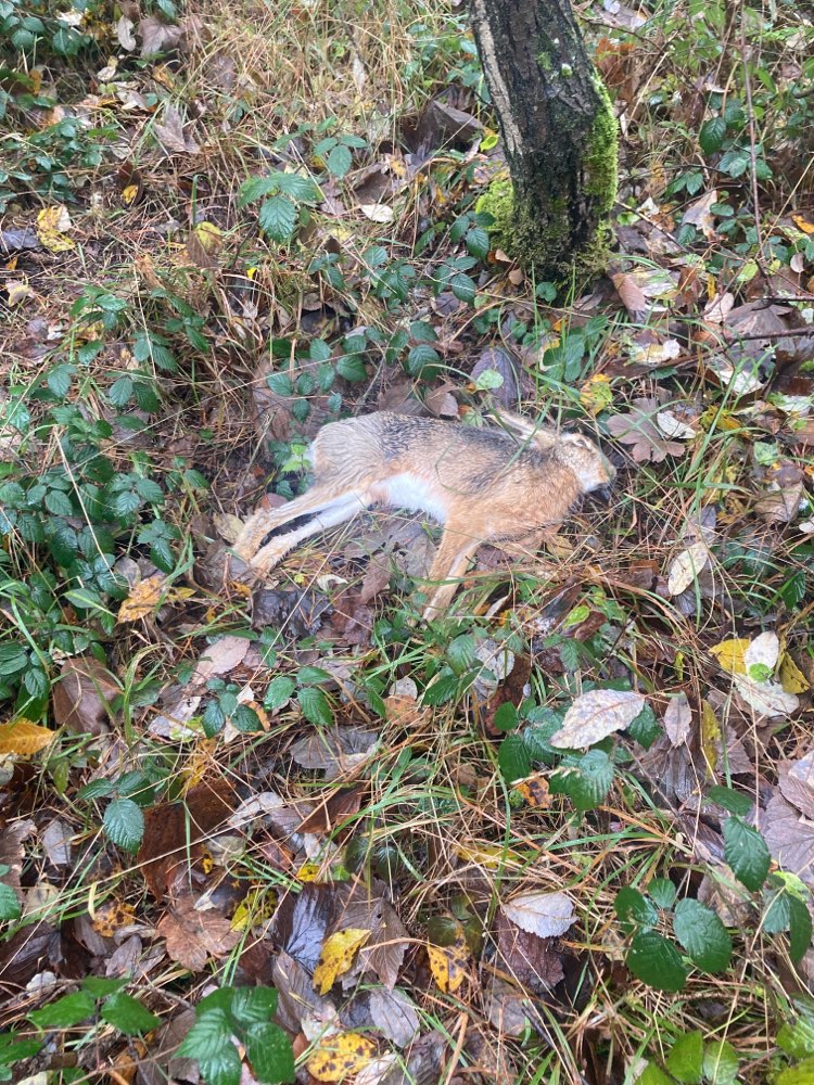 Giftköder-Toter Hase-Profilbild