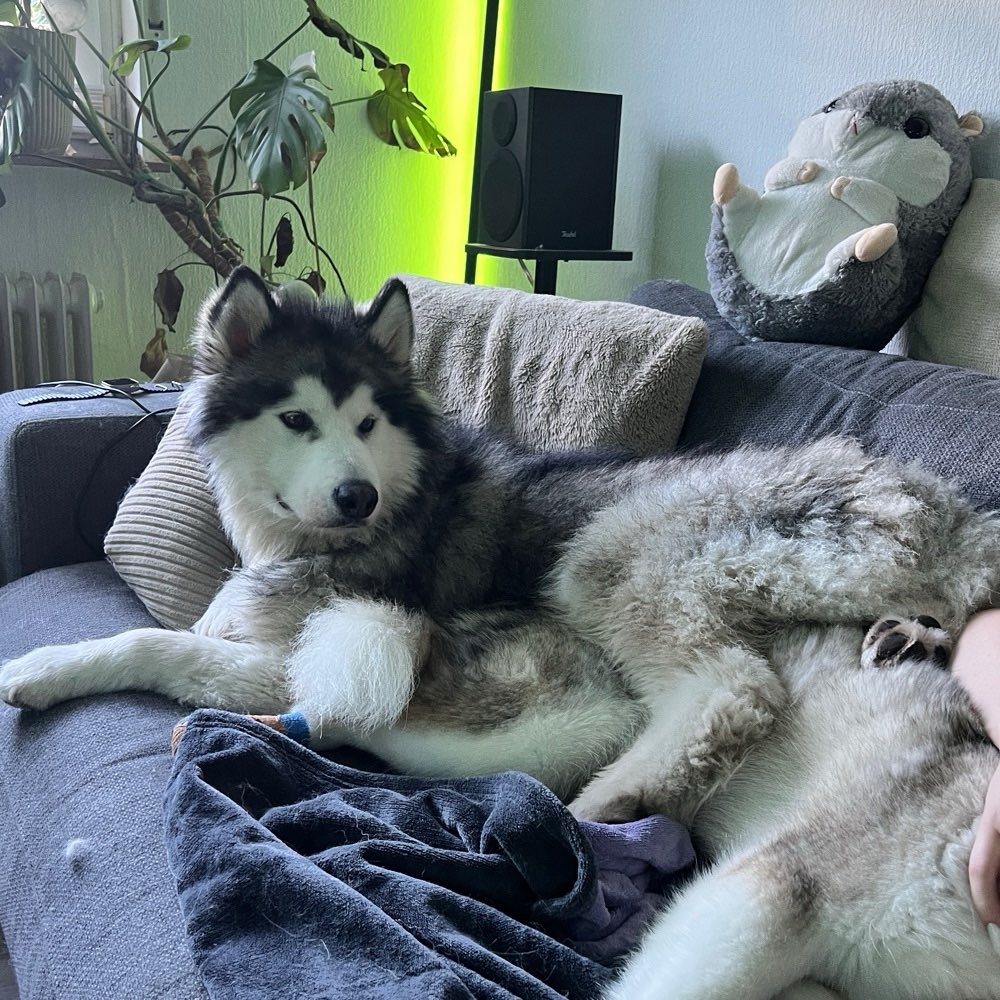 Hundetreffen-Spieltreff-Profilbild