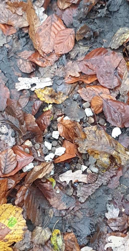 Giftköder-Ausgelegtes Futter-Profilbild