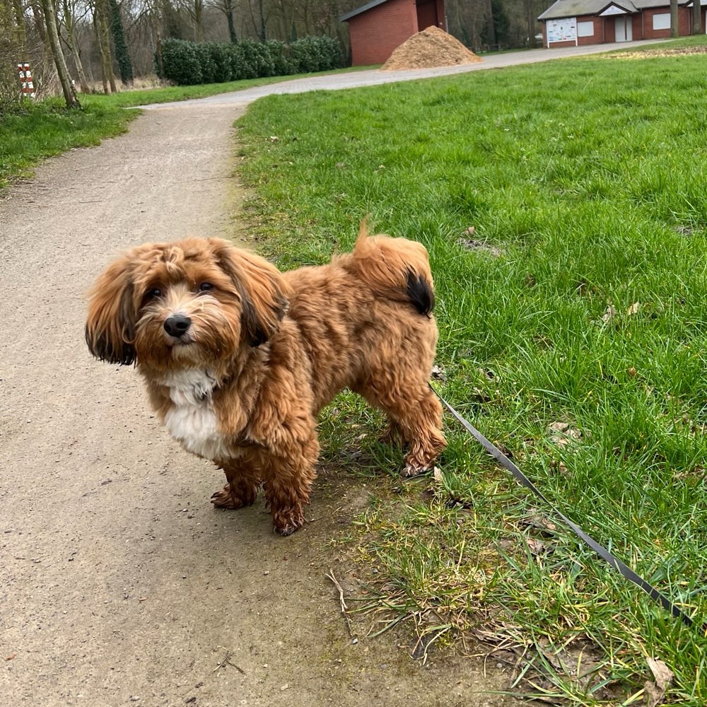 Hundetreffen-Suche Hundefreunde-Profilbild