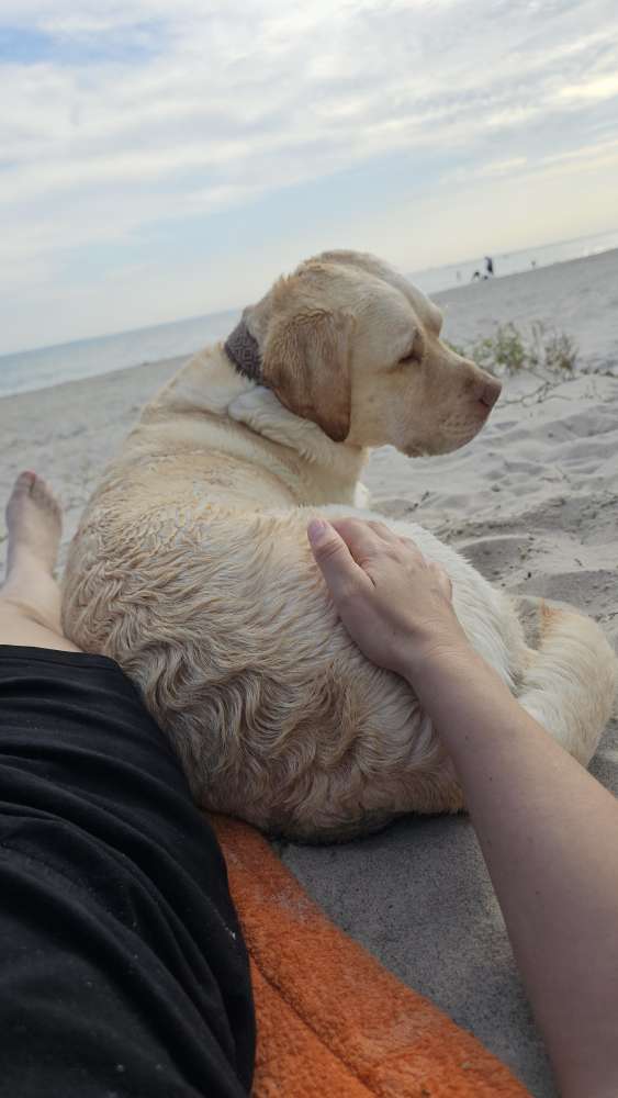 Hundetreffen-Suche soziale Kontakte sowohl für meinen Hund als auch mich.-Profilbild