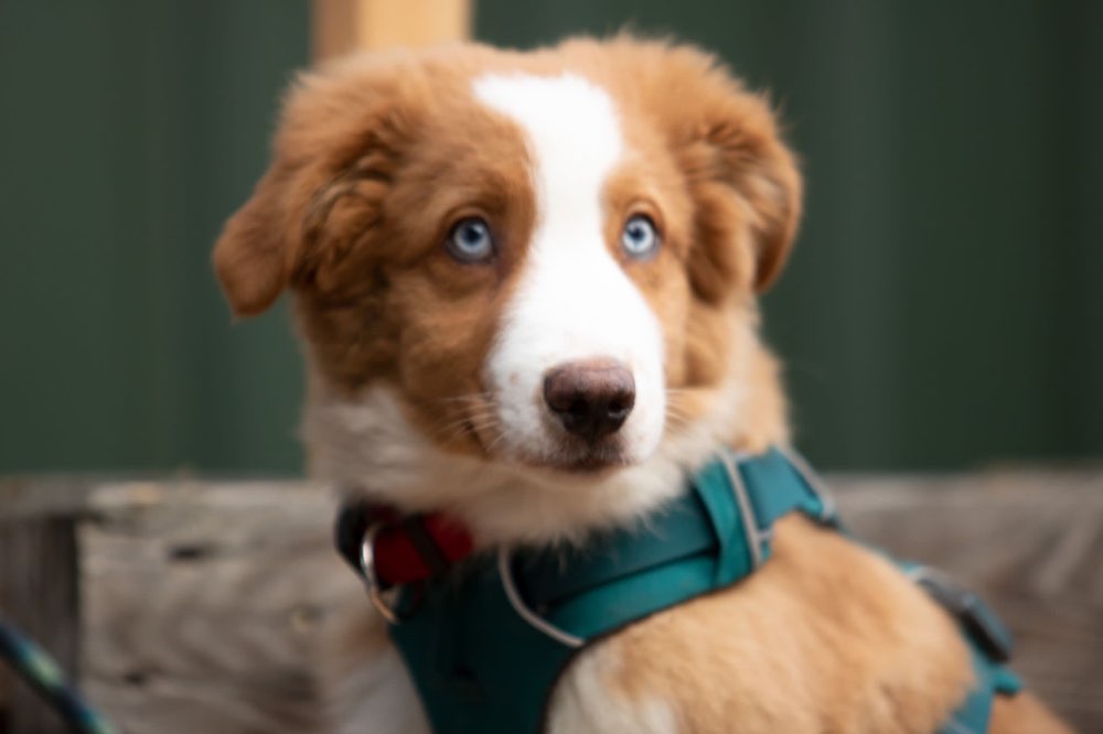 Hundetreffen-Welpentreffen und spielen-Profilbild