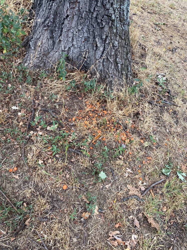 Giftköder-ACHTUNG! Eventueller Giftköder-Profilbild