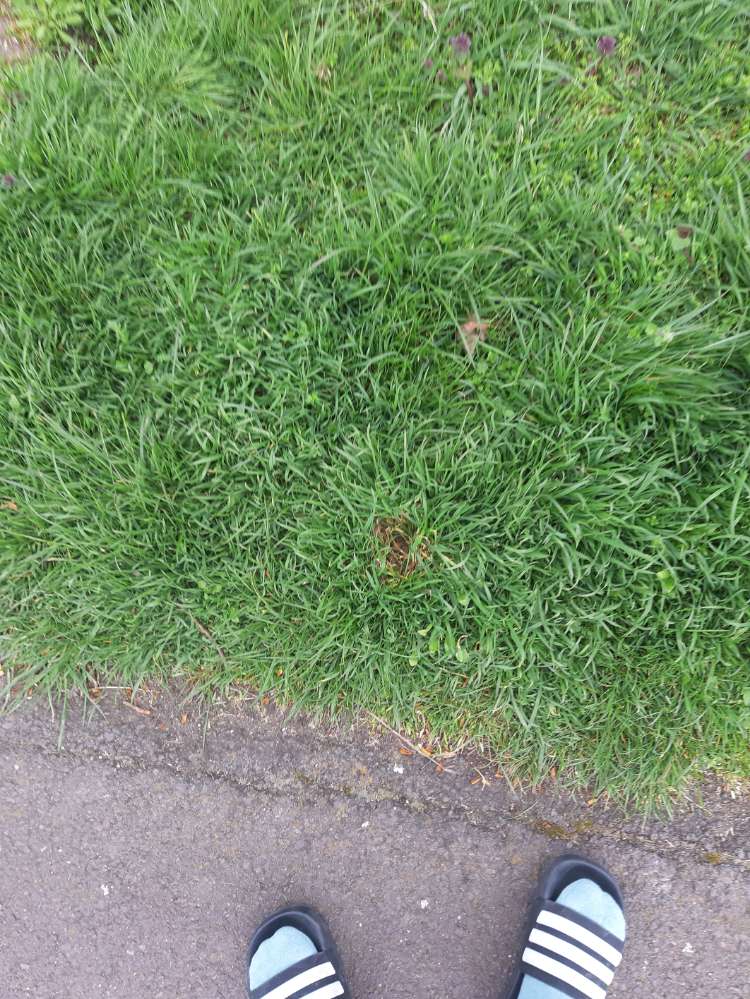 Giftköder-Verstecke leckerlies-Profilbild