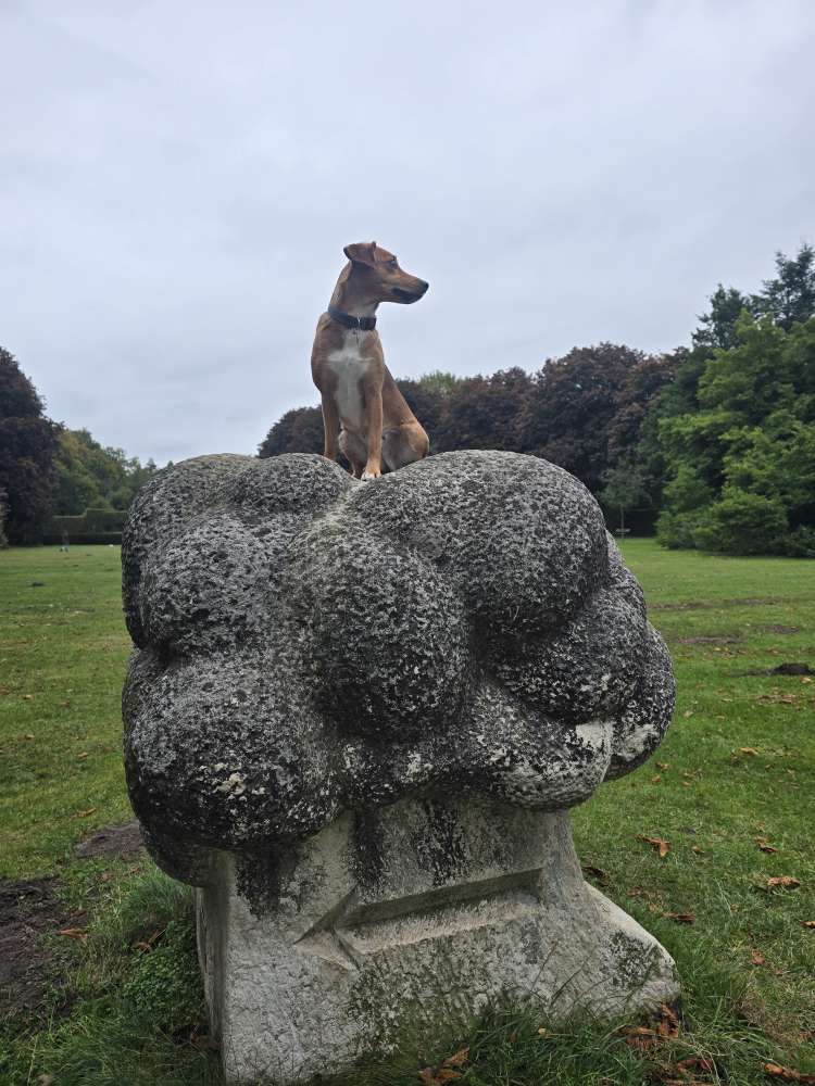 Hundetreffen-Gemeinsame Gassirunde-Profilbild