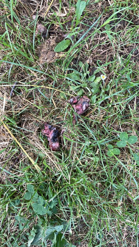 Giftköder-Fleischige Stücke in Grünanlage Klärwerk-Profilbild