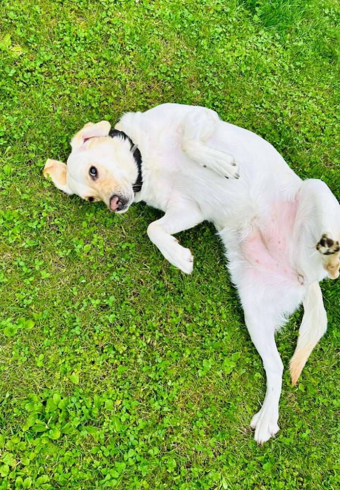 Hundetreffen-Spielen und toben-Profilbild