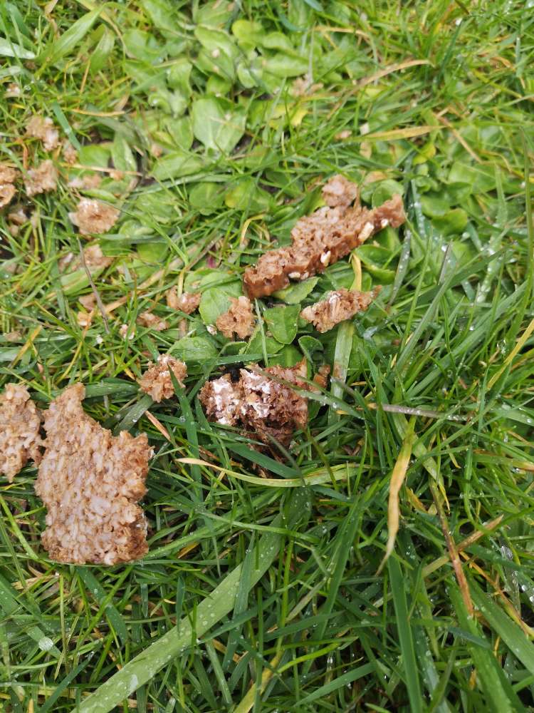 Giftköder-Vielleicht Giftköder-Profilbild