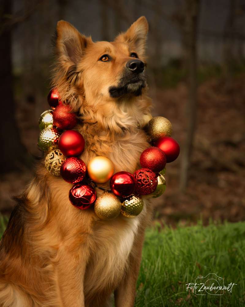 Hundetreffen-Suche freundlichen Gassipatner-Profilbild