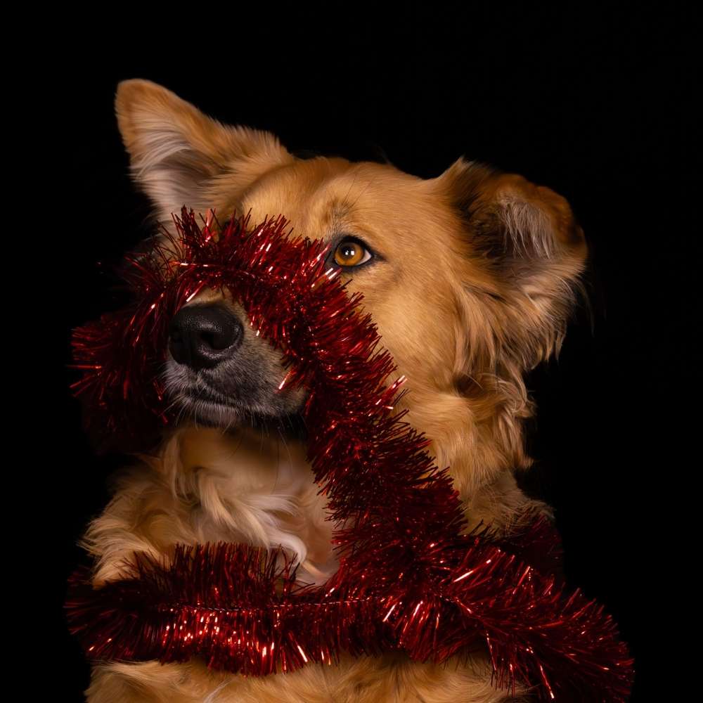 Euer schönstes Weihnachtsbild Banner