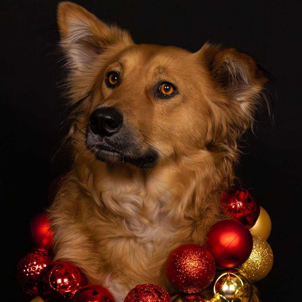 Hundetreffen-Weihnachtsshooting-Profilbild