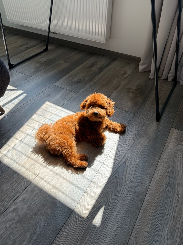 Hundetreffen-Spielfreund oder Freundin gesucht 🐾🐾-Profilbild