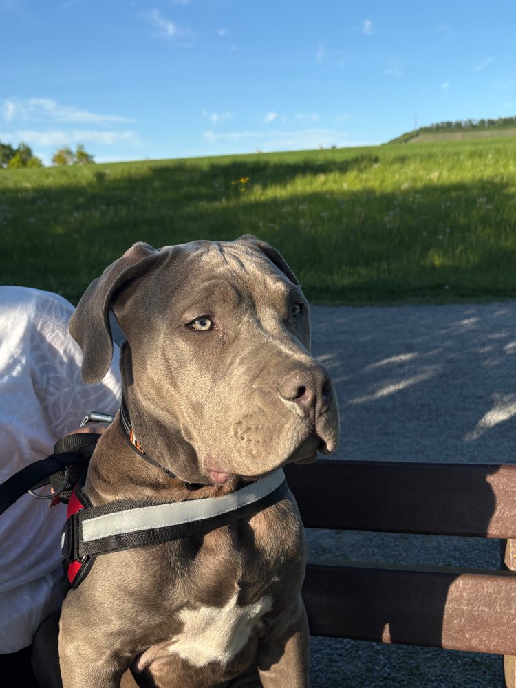 Hundetreffen-Spiel- und Gassifreunde für unseren Rüden Ace-Profilbild