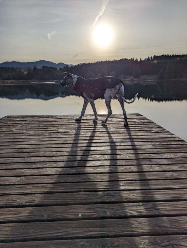 Hundetreffen-Riesentreffen-Profilbild