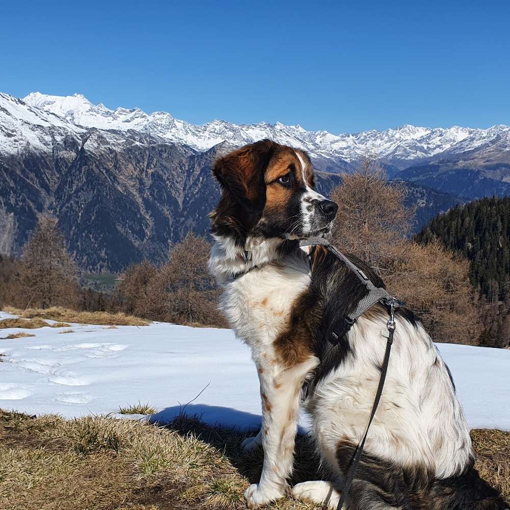 Hundetreffen-Spielpartner gesucht-Profilbild